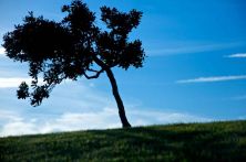 tree in silhouette.jpg